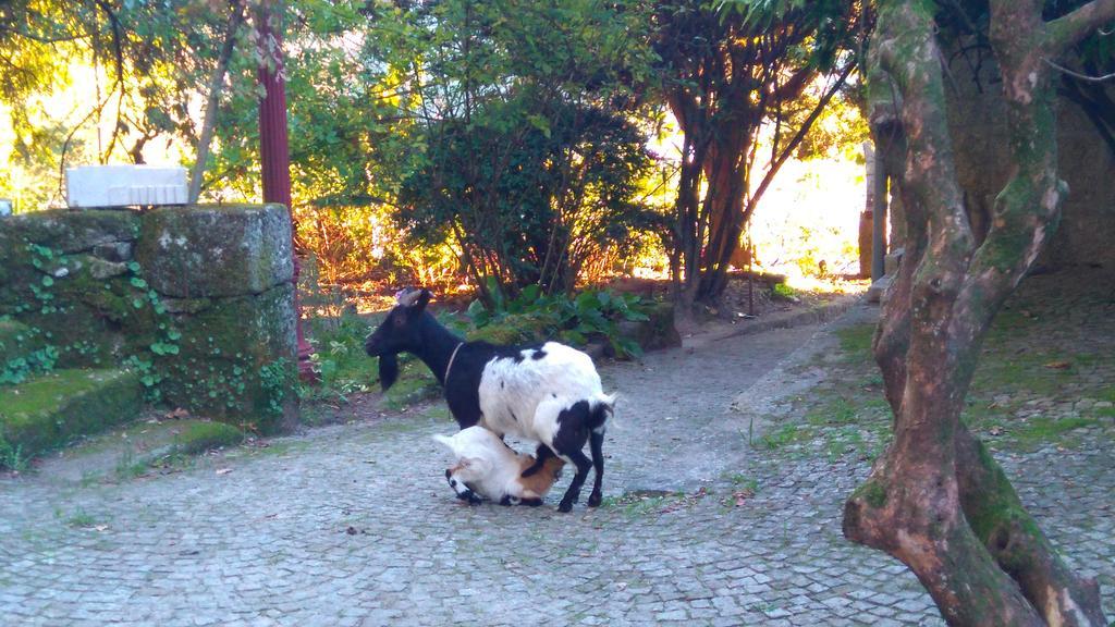 Alvores Do Tempo - Quinta De Turismo Rural Guest House Castro Daire Ngoại thất bức ảnh