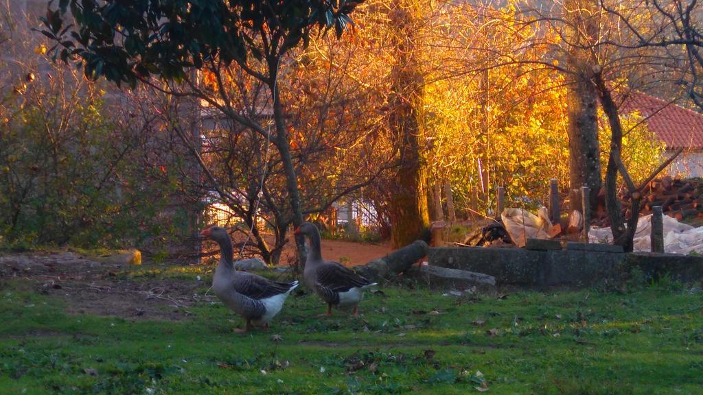 Alvores Do Tempo - Quinta De Turismo Rural Guest House Castro Daire Ngoại thất bức ảnh